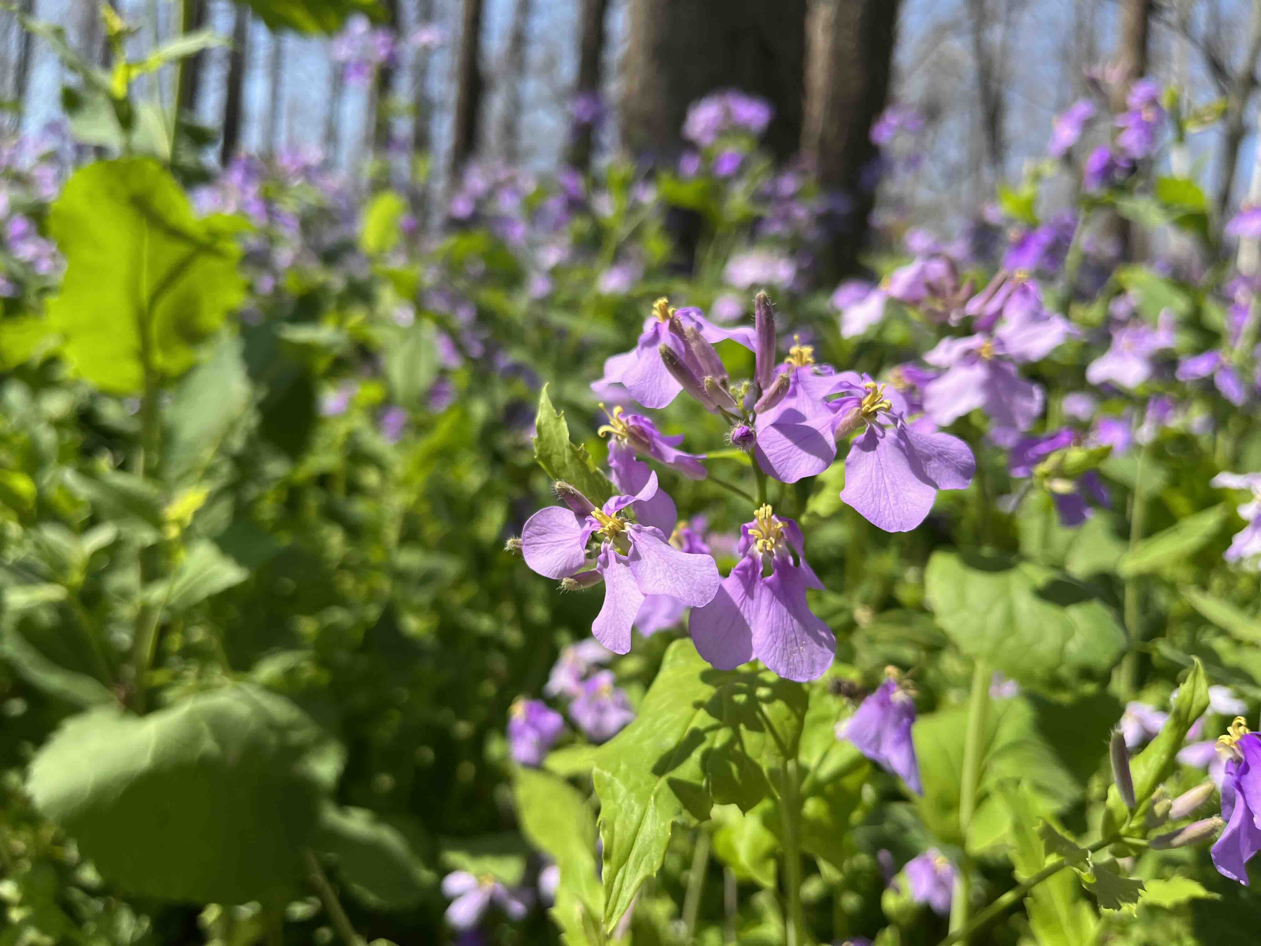踩坑日记 | algs4.jar 包的配置